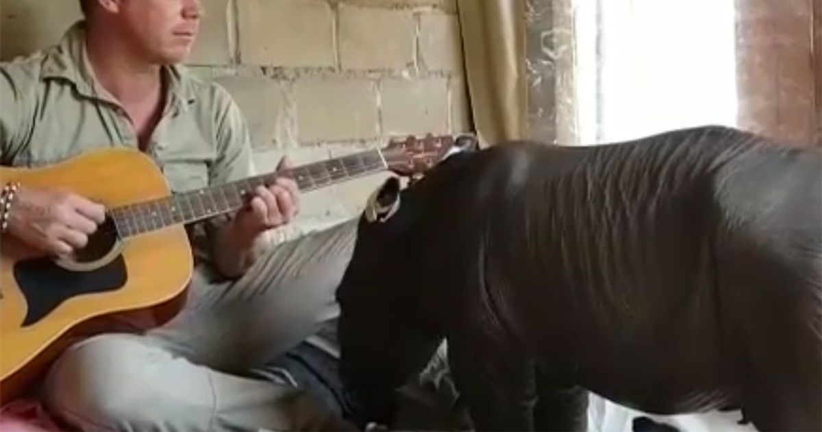 Il cucciolo di rinoceronte si addormenta con la ninna nanna