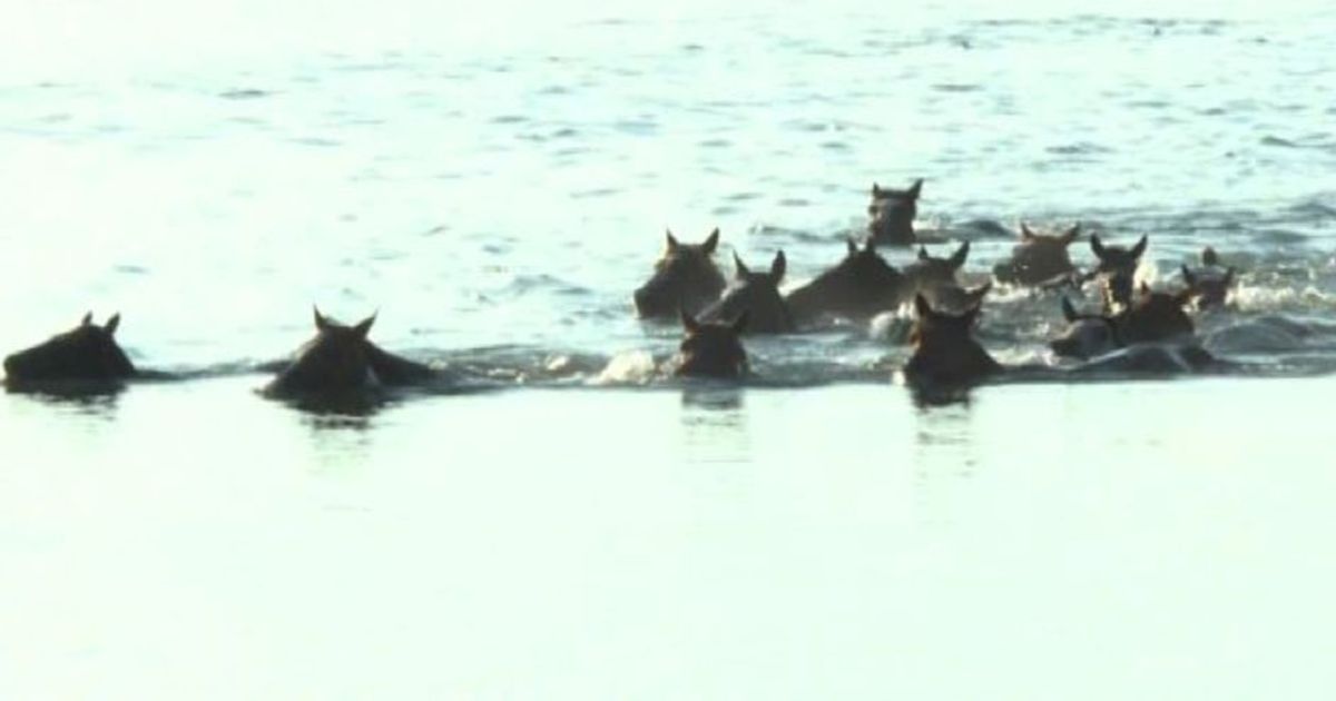 In Virginia la nuotata storica dei Pony Chincoteague