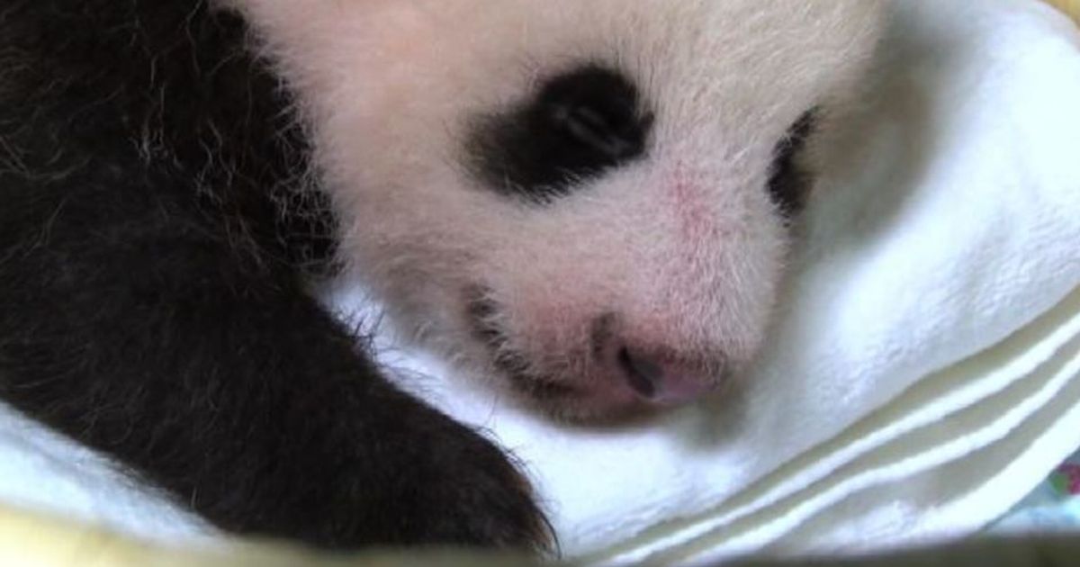 Com’è diventato il piccolo di panda nato a Tokyo 50 giorni fa