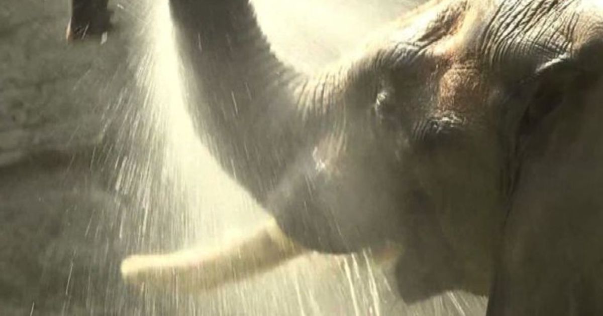 Il bagno anti-Lucifero degli elefanti allo zoo di Vienna