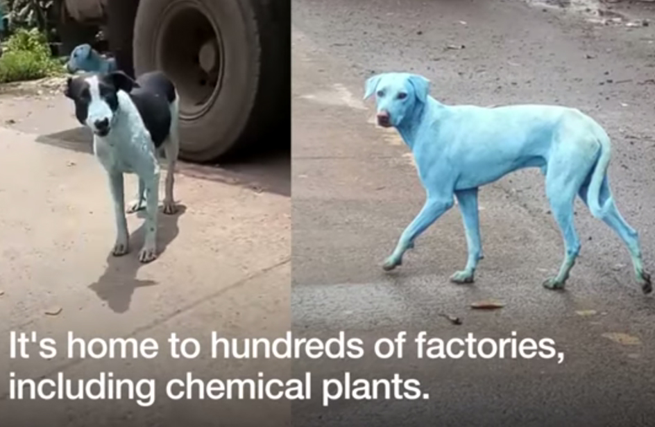 In India ci sono cani blu, ma sono frutto dell'inquinamento