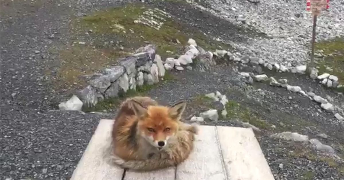 La volpe che si mette in posa davanti alla telecamera