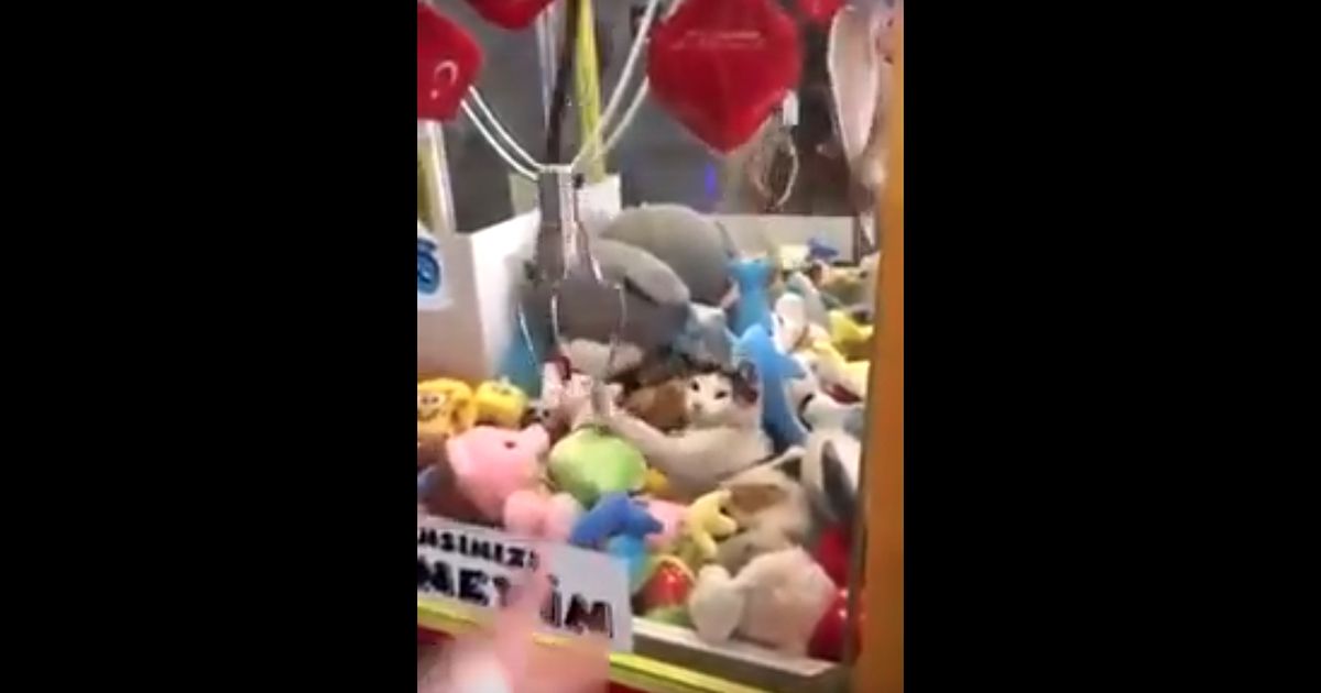 C’è un gatto nella macchinetta pesca-premi!