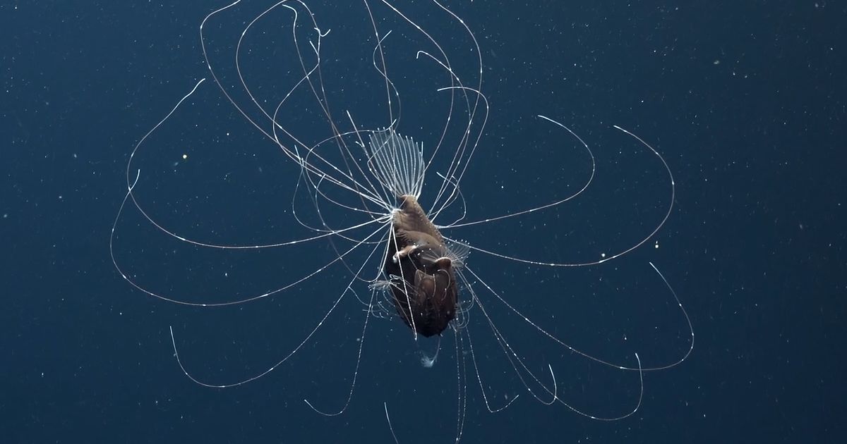 Filmato il “Diavolo del mare” per la prima vola, a 800 metri