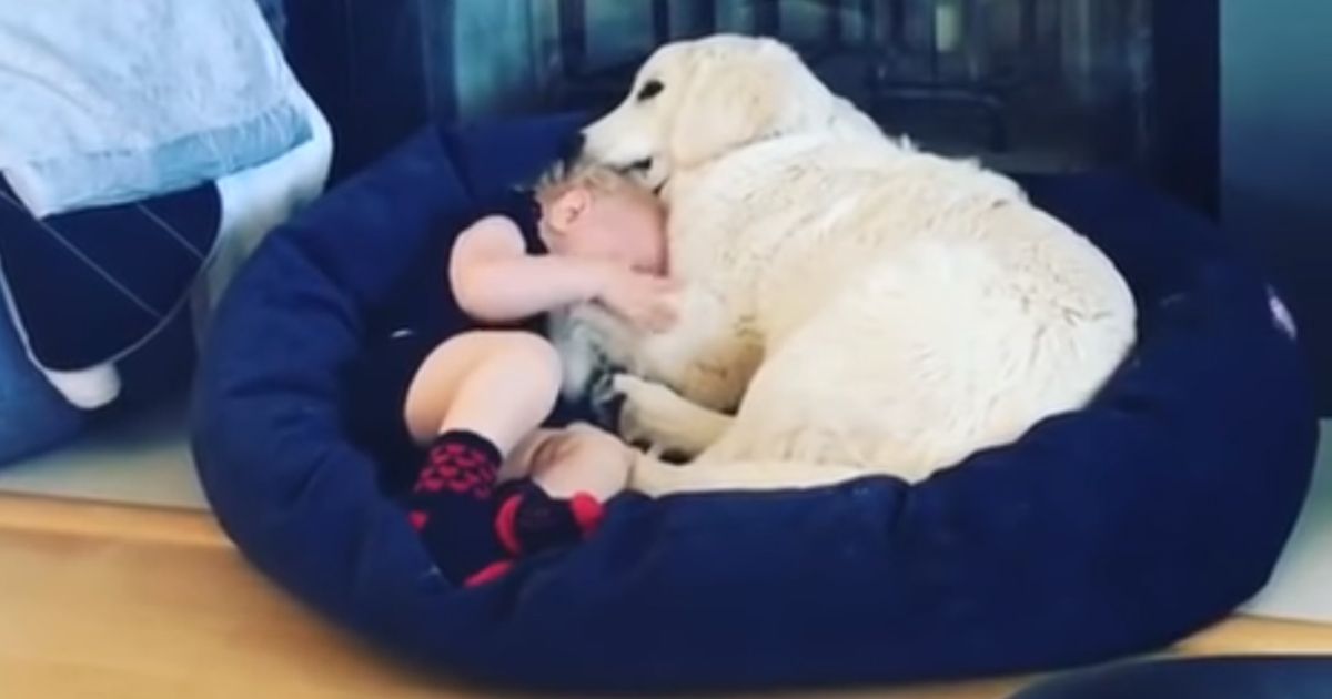 Il golden retriever consola così il bimbo in lacrime