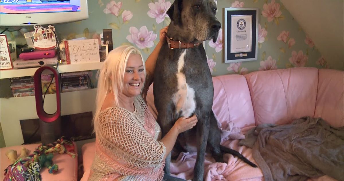 Il cane più alto del mondo è sempre lui, Freddy