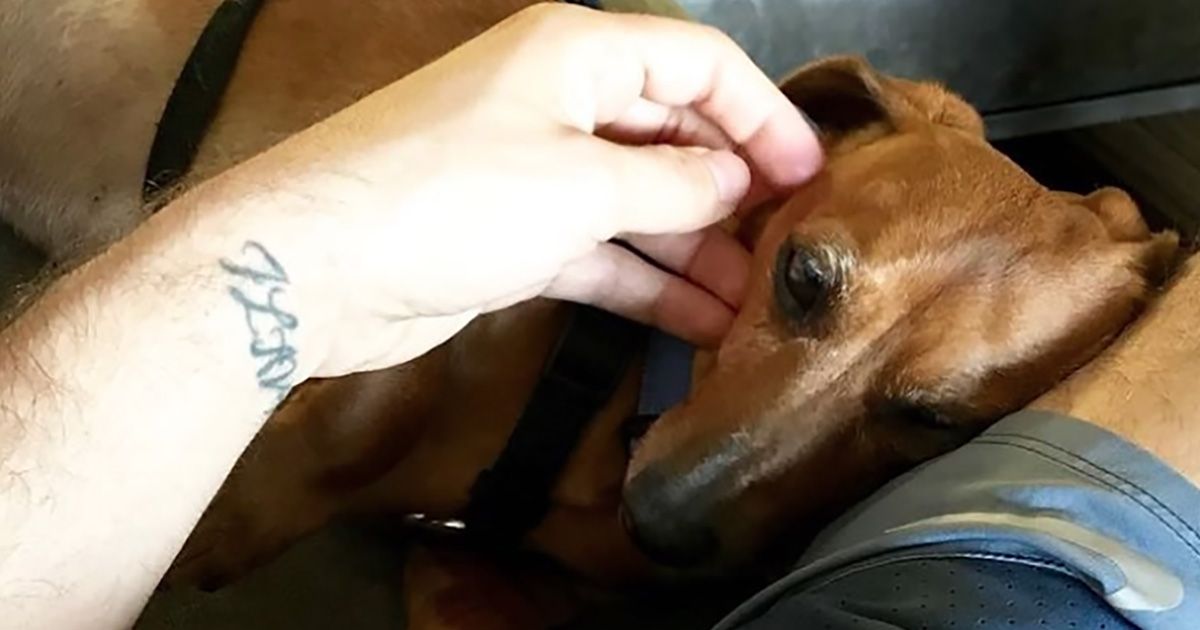 Tiziano Ferro e il messaggio animalista: “Aiutate i canili vicino casa”