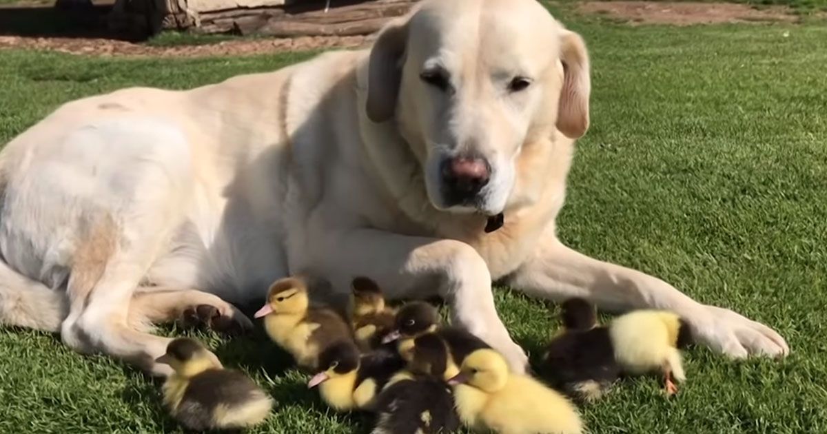 Labrador di 10 anni adotta 9 anatroccoli rimasti soli