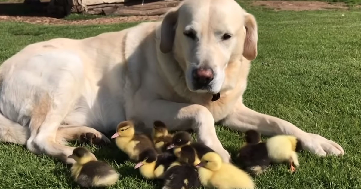Labrador di 10 anni adotta 9 anatroccoli rimasti soli