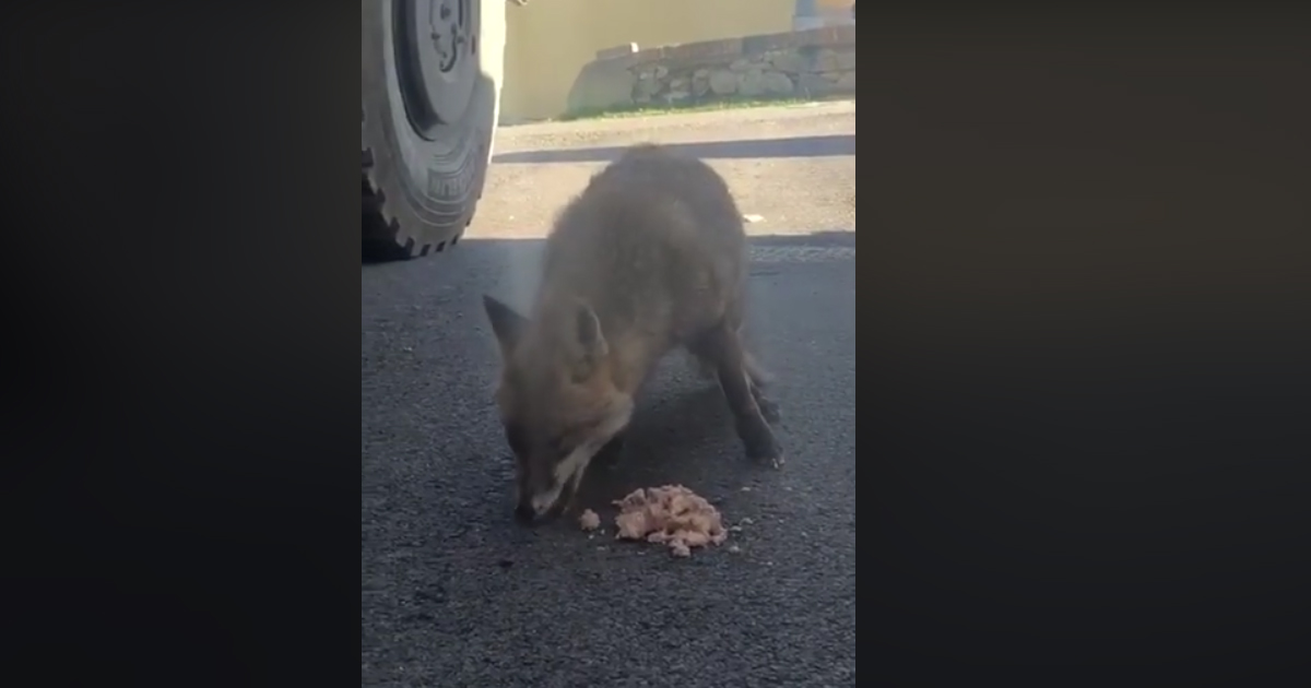 Militare cede il suo pranzo alla volpe affamata