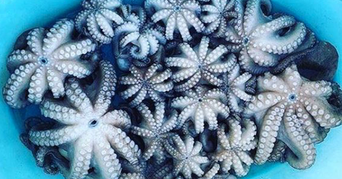 Secondo una teoria, polpi e calamari verrebbero dallo spazio