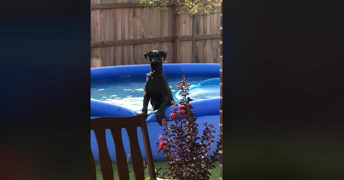 Il cane sa di averla fatta grossa: ma la reazione è da ridere