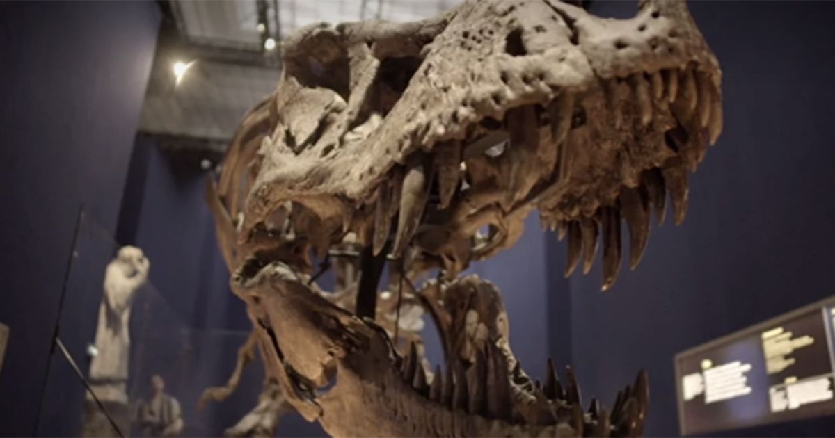 Lei è Trix, una femmina di T-Rex in mostra a Parigi
