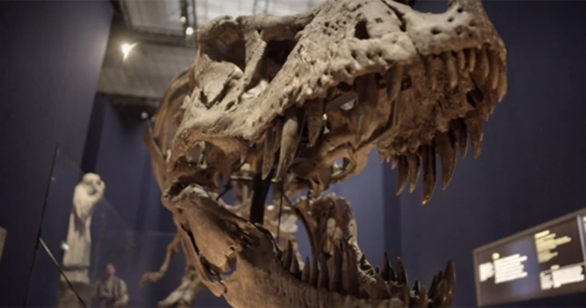 Lei è Trix, una femmina di T-Rex in mostra a Parigi