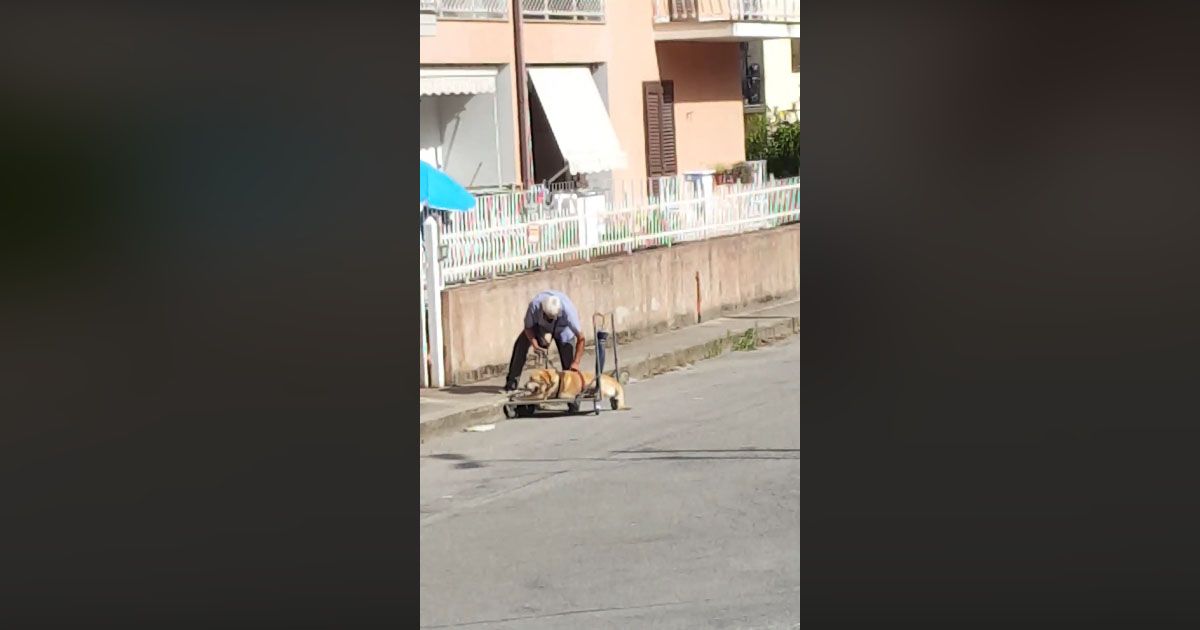 Amici per sempre: il video di un anziano e del suo cane malato commuove