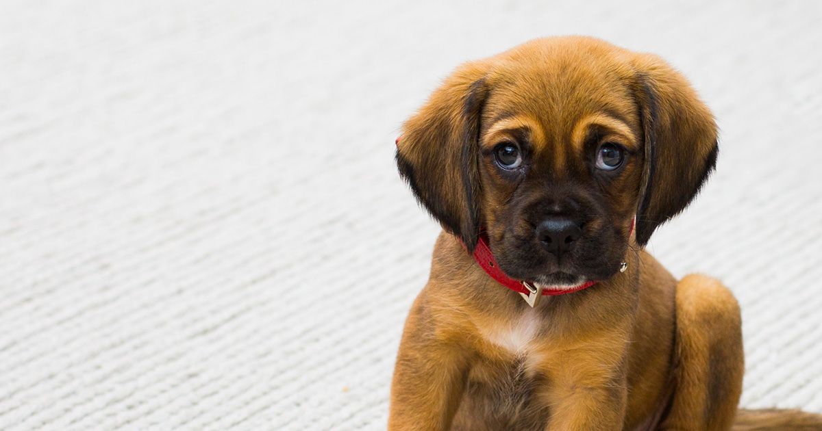 Possiedi un cane? Felice e in salute, lo spiega la ricerca