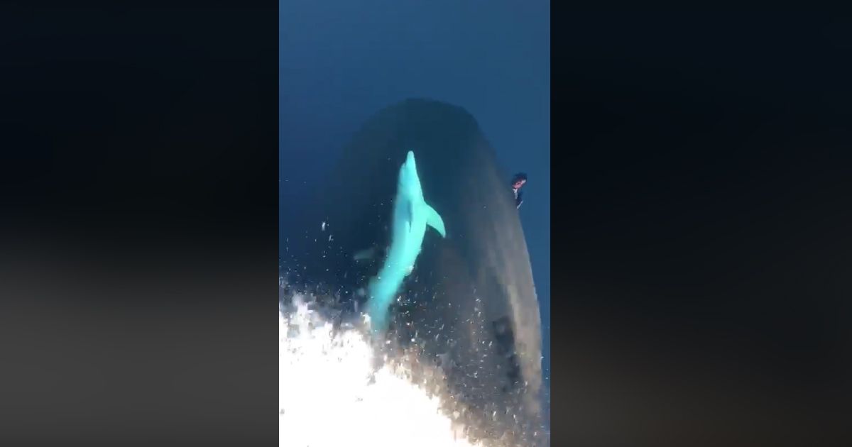Il delfino si diverte con le onde generate dalla barca