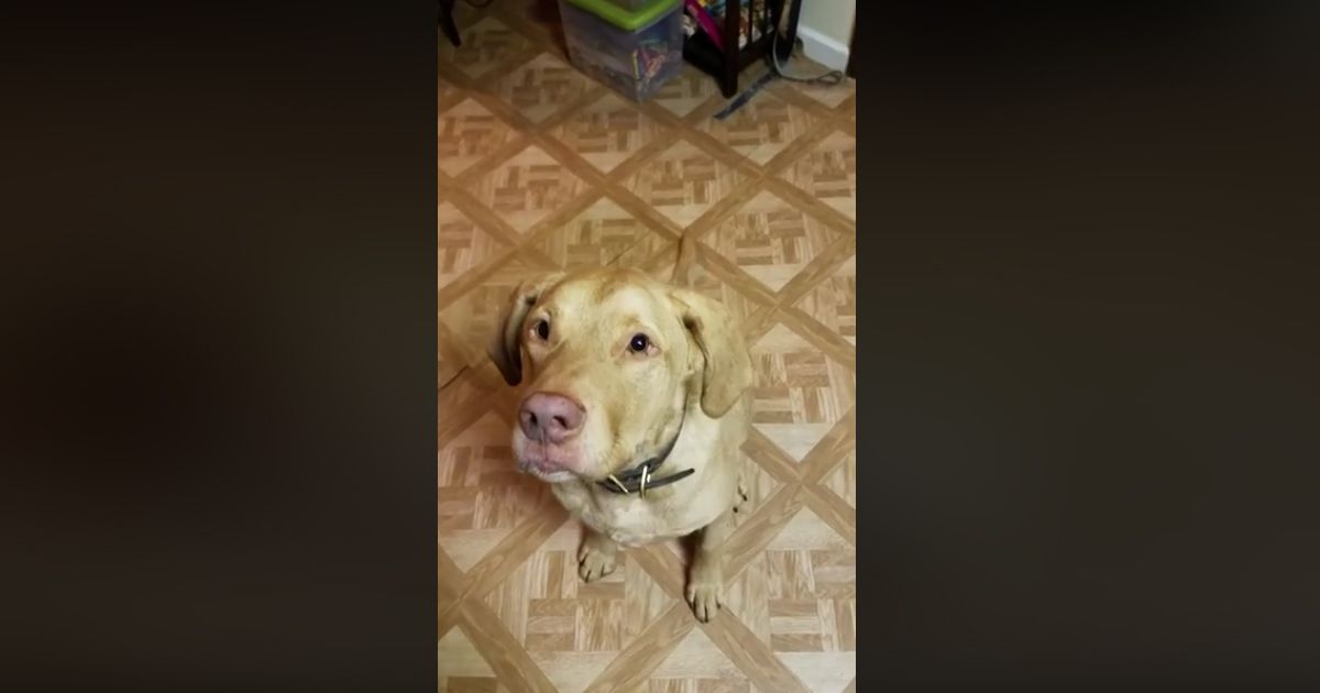 Pazzo per il formaggio. Il cane è tutto da ridere…