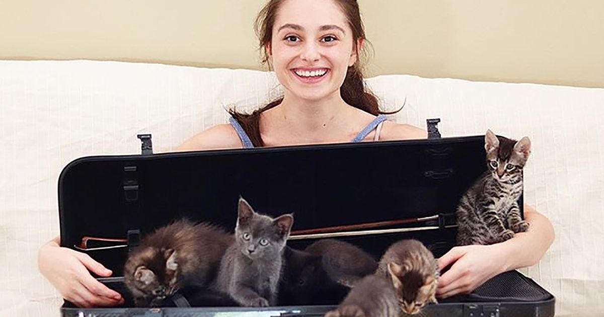 La violinista strega il gattino