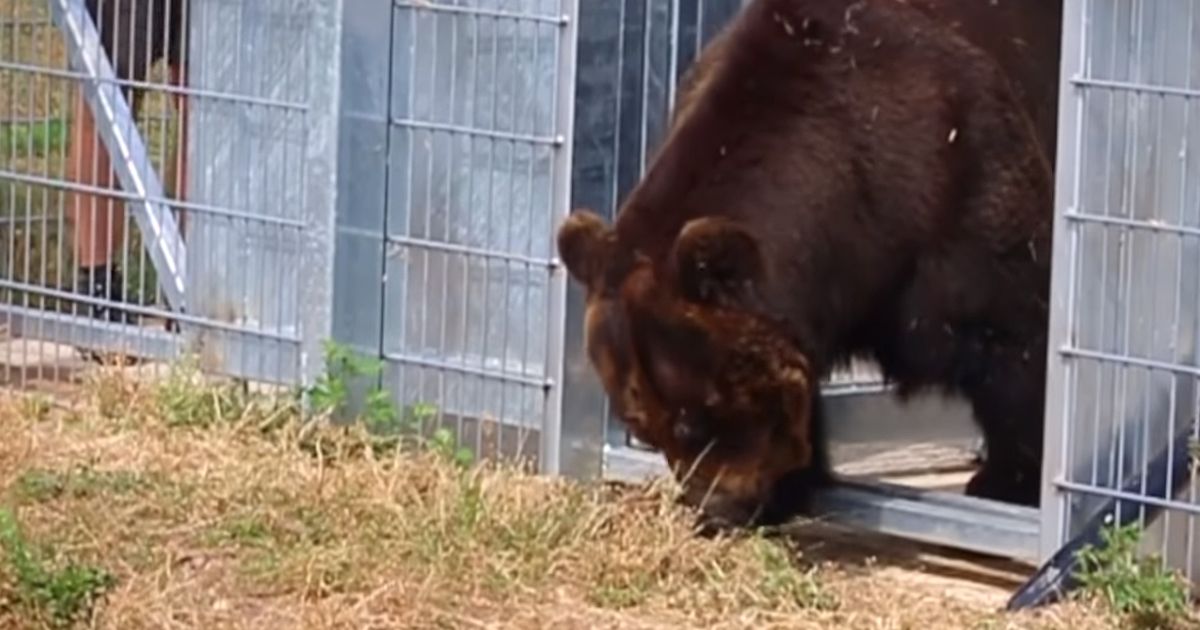 Finalmente libero, l’orso assapora la libertà