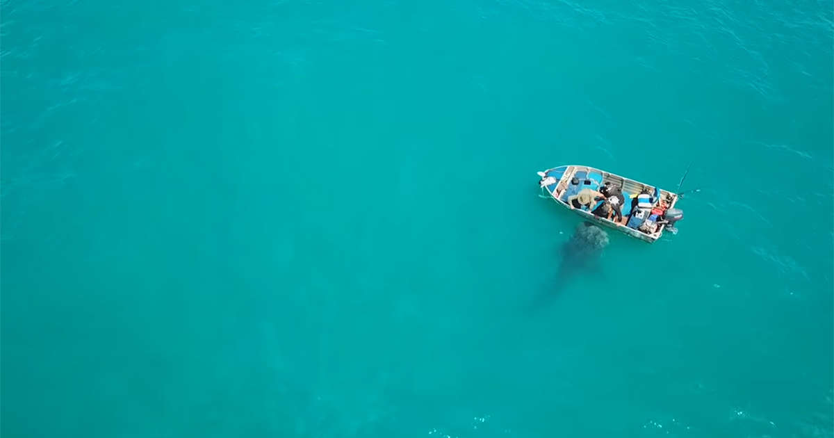 Lo squalo balena si avvicina dolcemente ai pescatori