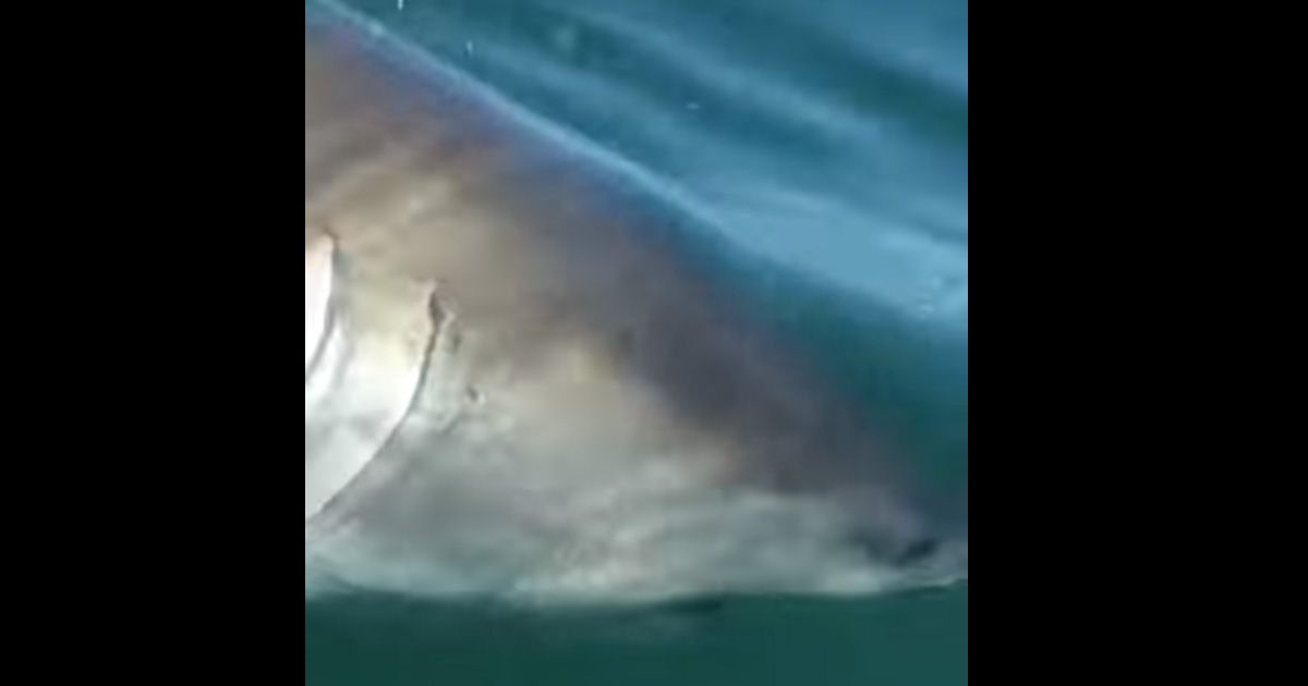Battuta di pesca con imprevisto, arriva lo squalo