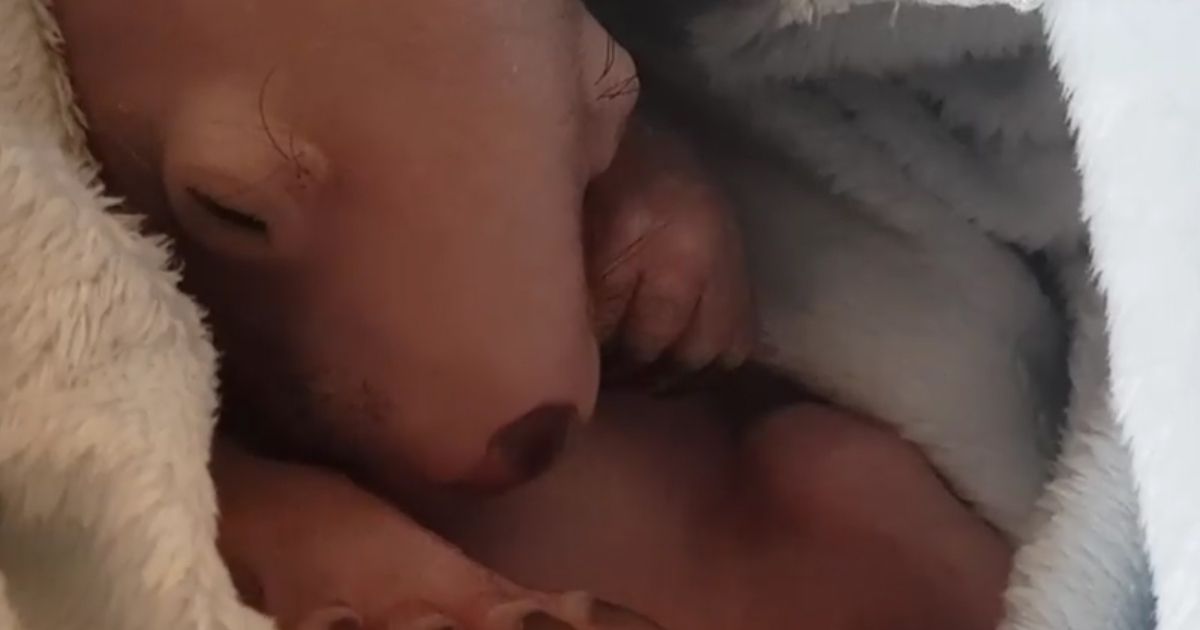Il vombato, dolcissimo, dorme e sogna…