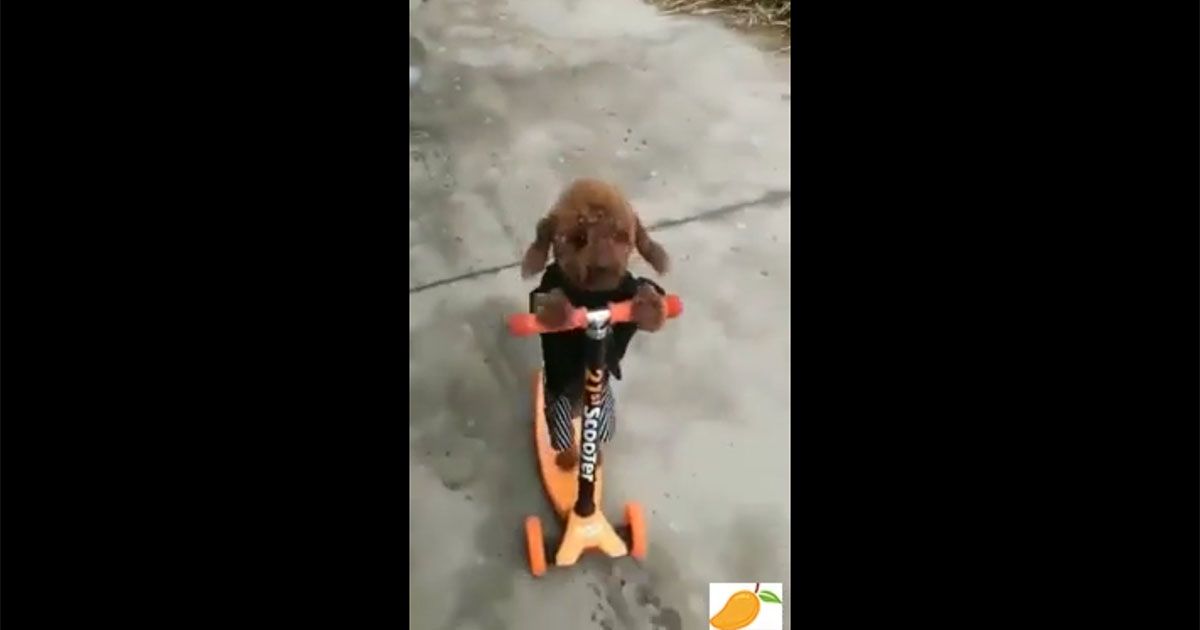 Si distrae un attimo e il cane gli ruba il monopattino