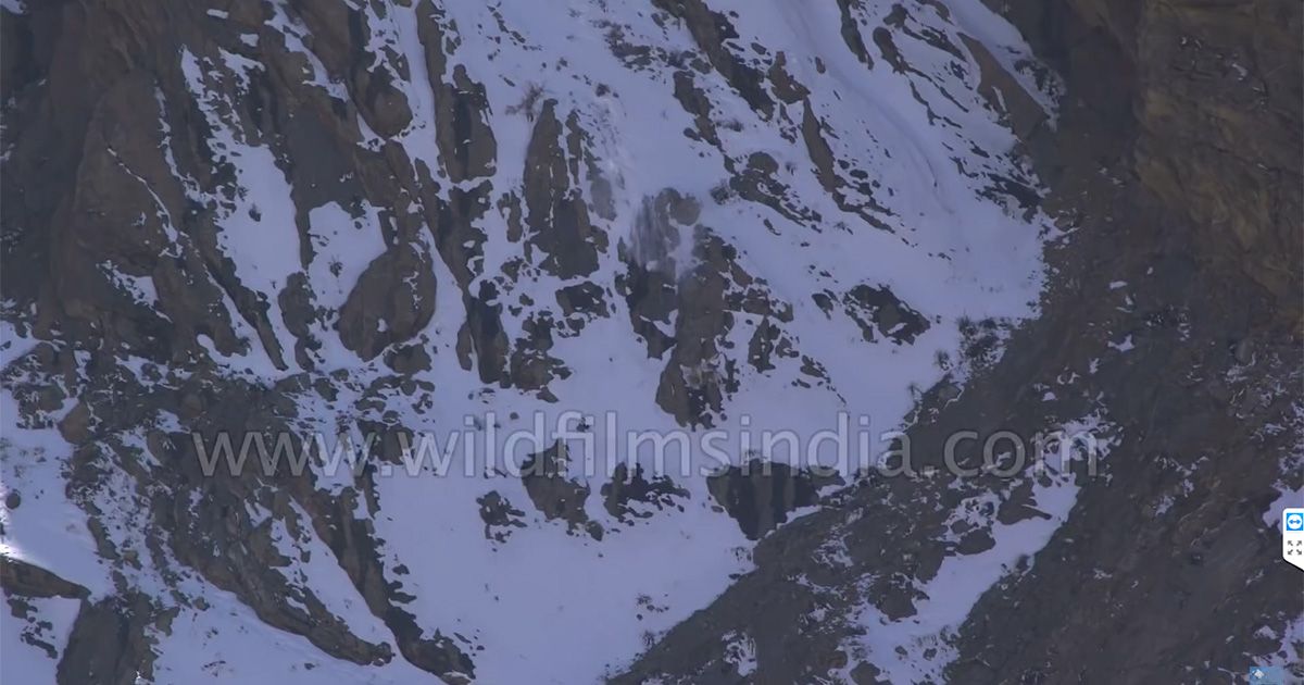 Caccia acrobatica per il leopardo delle nevi