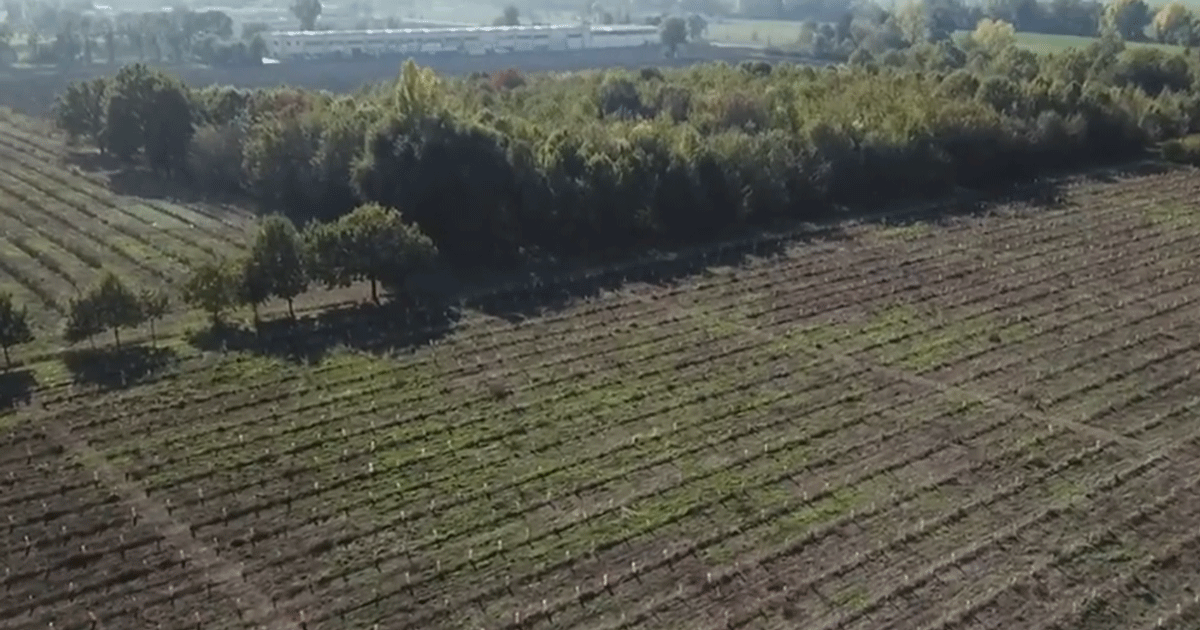 Meglio gli alberi che il cemento: padre e figlio fanno nascere un bosco a Parma