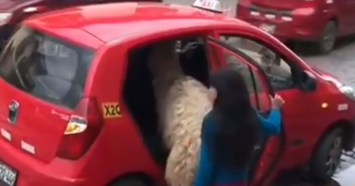 Passeggero improbabile sul taxi: sale sul sedile posteriore un lama