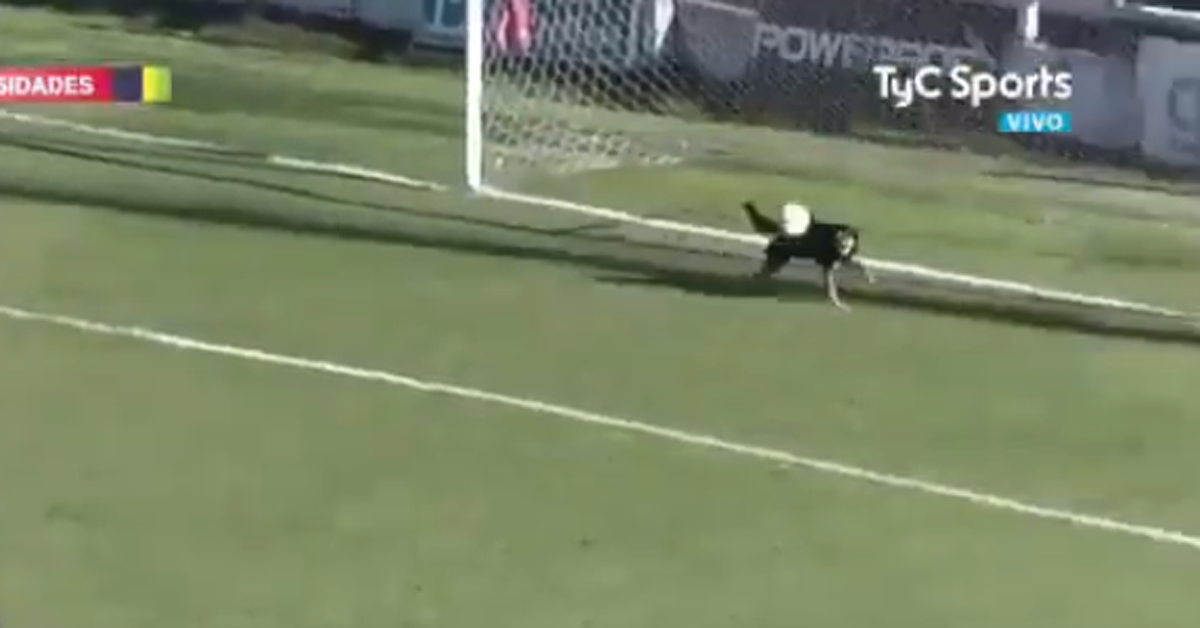 Il cane corre in campo e para il tiro in porta, un video incredibile