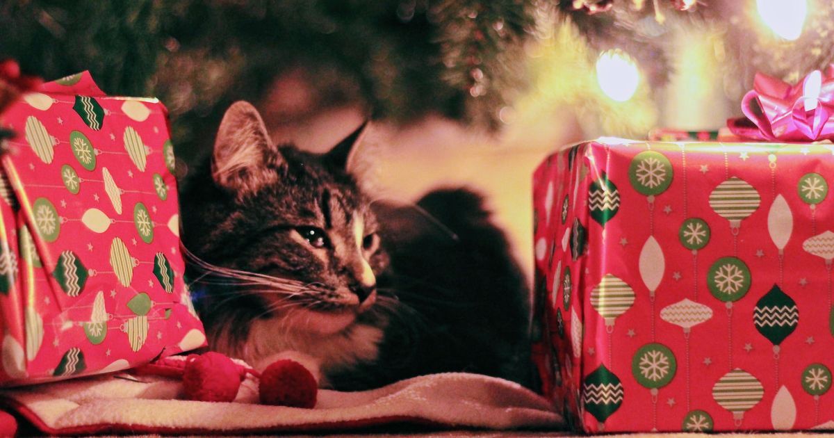 Il gatto entra nello scatolone e viene spedito per sbaglio a mille chilometri da casa