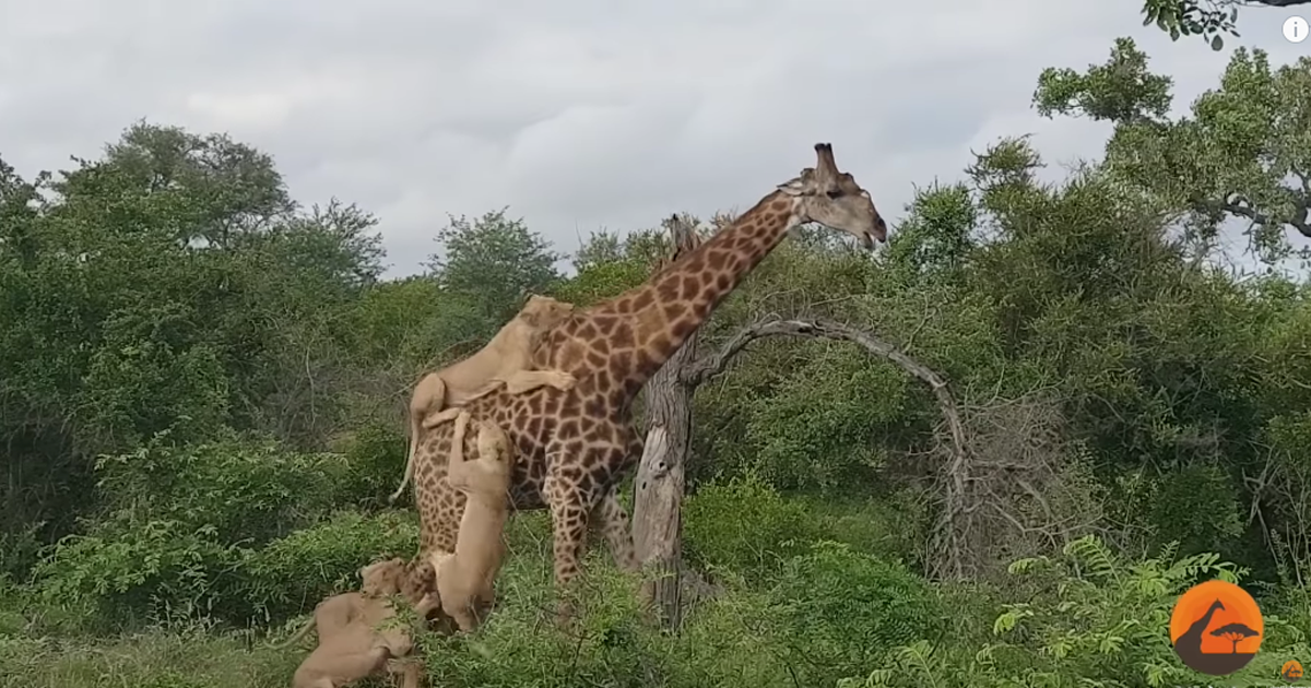 Come Si Chiama La Giraffa Di Madagascar