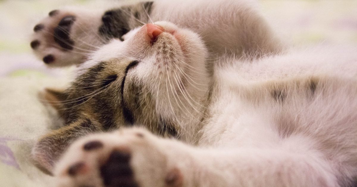 Nevrotico o socievole, tale gatto tale proprietario