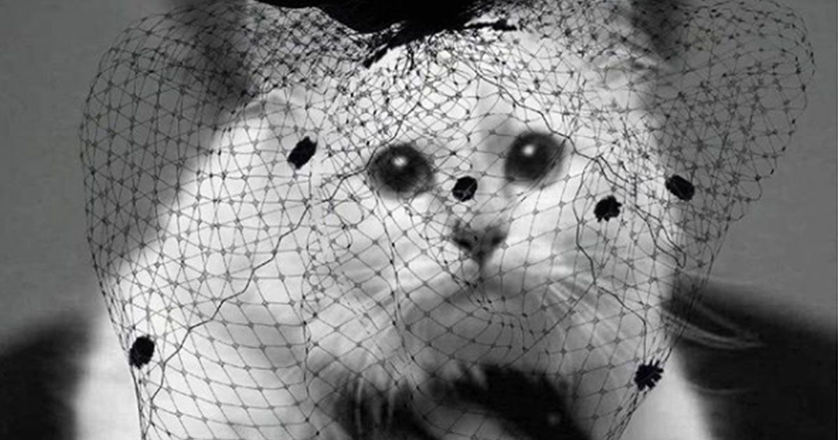 Choupette, la gatta “orfana” di Karl Lagerfeld, è in lutto su Instagram