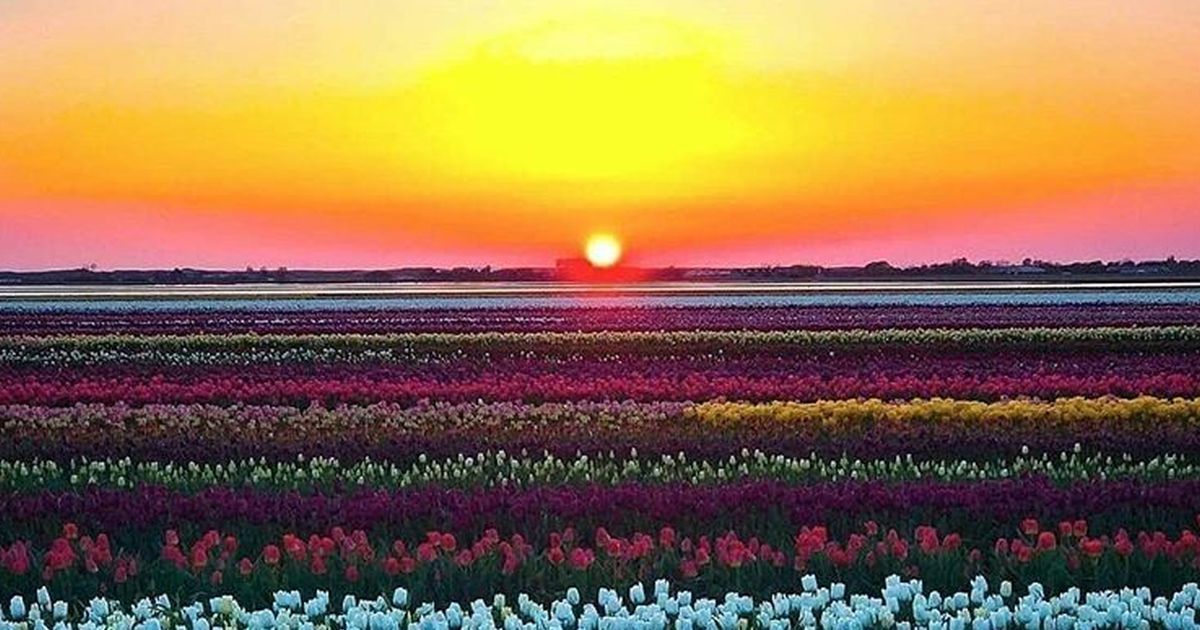 I social innamorati dell’Olanda: ecco le splendide foto dei suoi colori