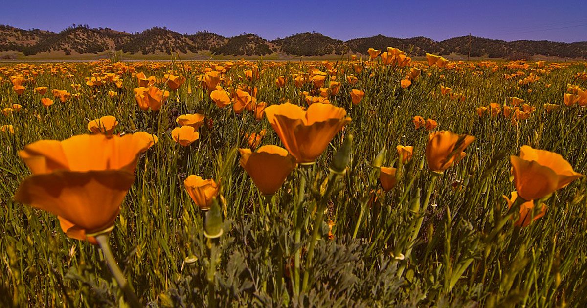 La fioritura dei papaveri in California è un vero spettacolo