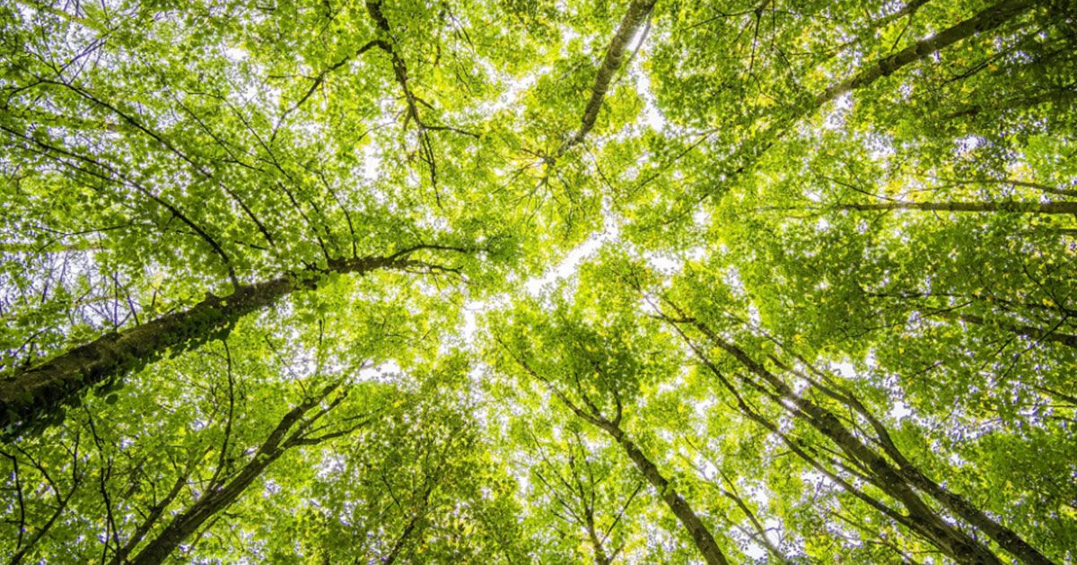 Un video per l’ambiente: ogni mille visualizzazioni Treedom pianta un albero