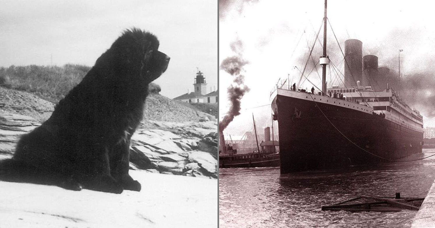 https://media.rds.it/web/wp-content/uploads/2019/04/titanic-cane.jpg