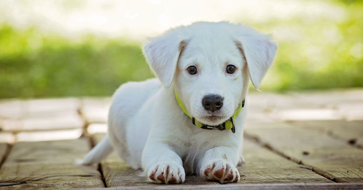 Useranno l’analisi del DNA per multare chi non raccoglie i bisogni del proprio cane