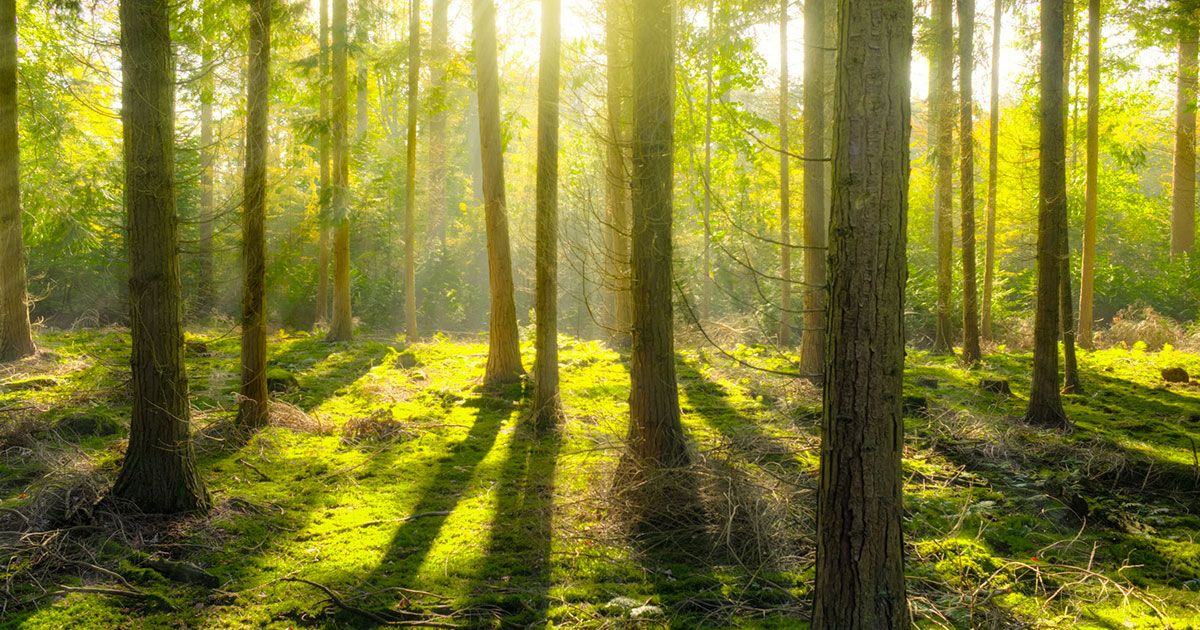 Il “bagno nel verde dei boschi” è un toccasana: ecco i parchi naturali più belli d’Europa