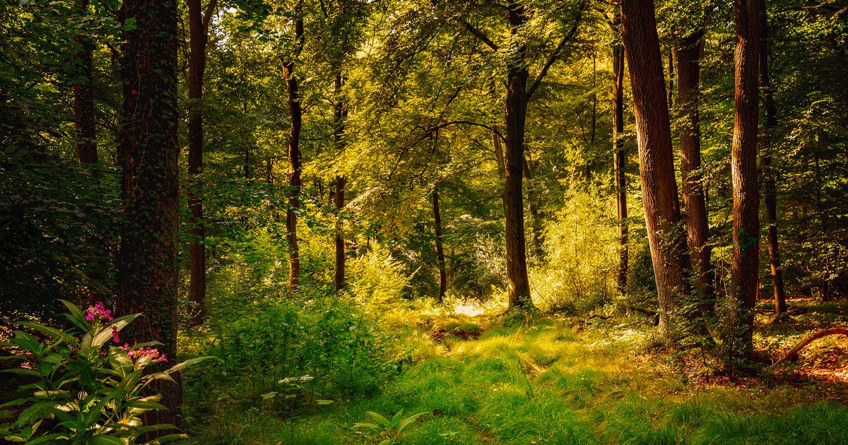 L’Irlanda pianterà 440 milioni di alberi per far fronte ai cambiamenti climatici