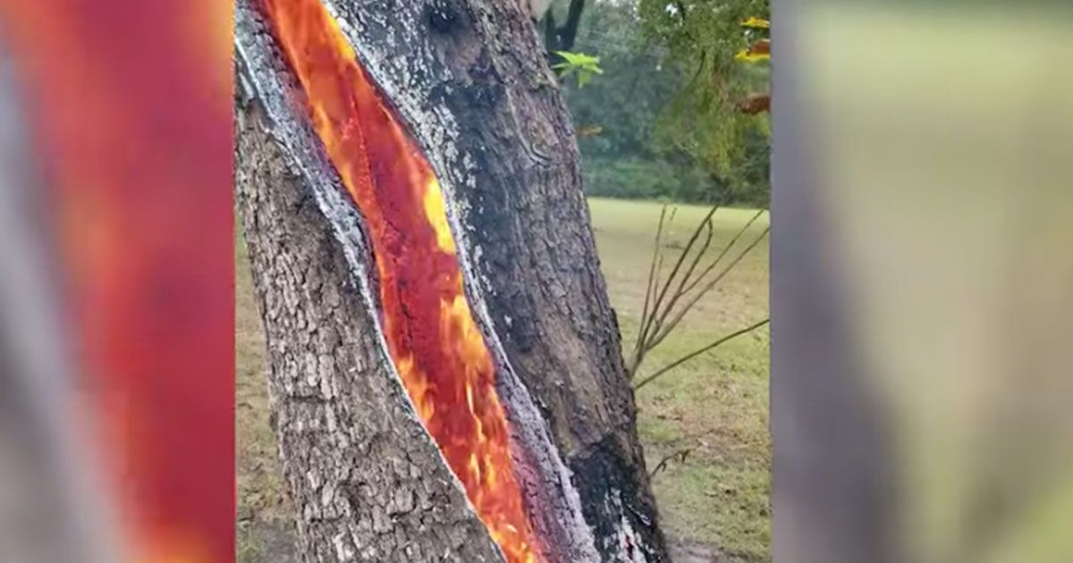 Le incredibili immagini dell’albero che brucia dall’interno