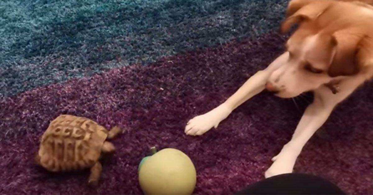 Mai visti un cane e una tartaruga giocare a palla? Qui il video