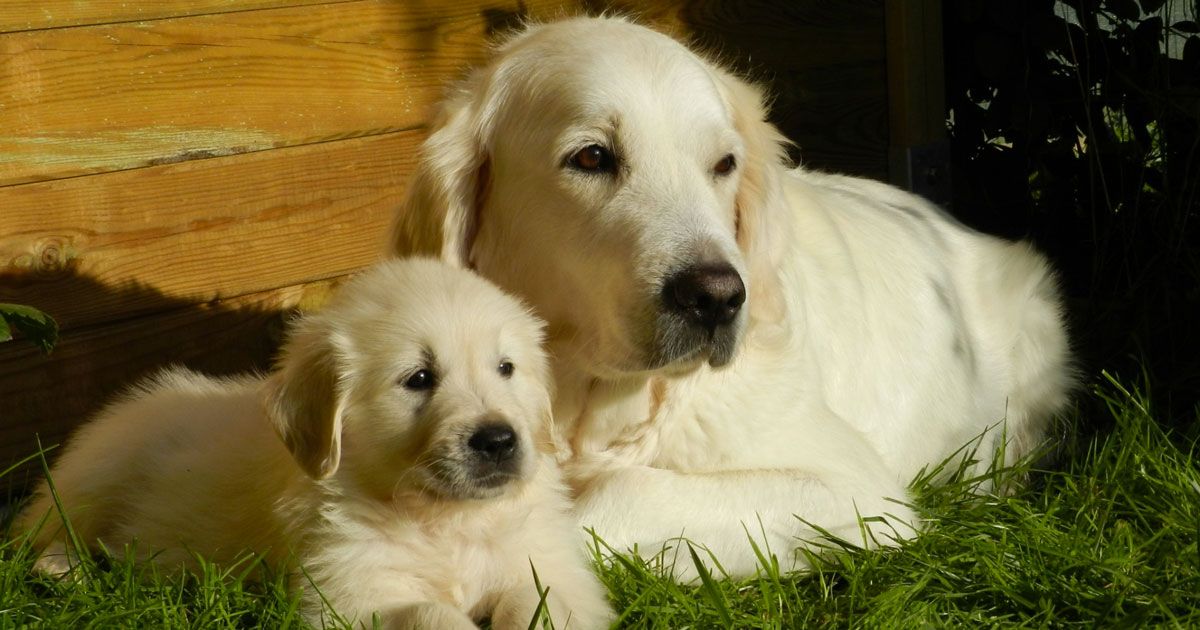 Il lavoro dei sogni: 32.000 sterline all’anno per accudire due golden retriever