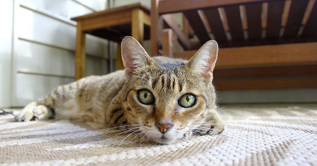 Ci sono persone che riescono a comunicare con i gatti: lo dice la scienza