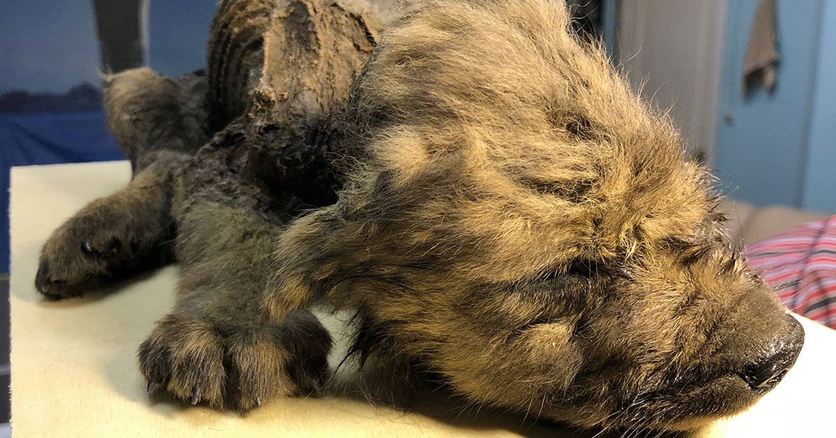 Il cucciolo più vecchio del mondo: ha 18 mila anni