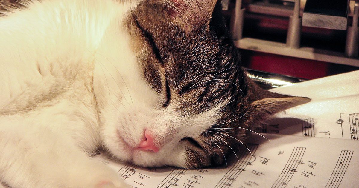 Questo sito vi consiglia quali sono le canzoni che piaceranno ai vostri cani e ai vostri gatti