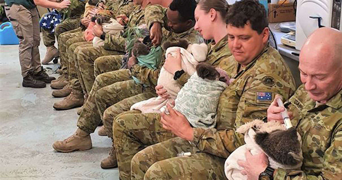 I militari si prendono cura dei koala in Australia: queste foto sono toccanti